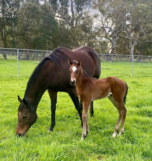 Breednet Gallery - Dalasan Riverbank Farm, Vic