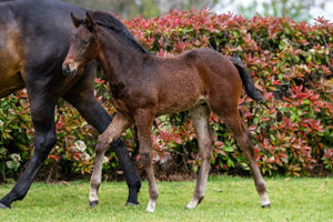 Breednet Gallery - Daumier  Twin Hills Stud, NSW