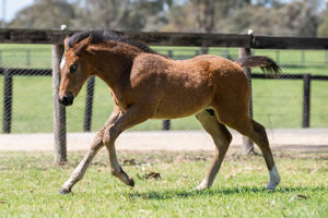 Breednet Gallery - Daumier Twin Hills Stud, NSW