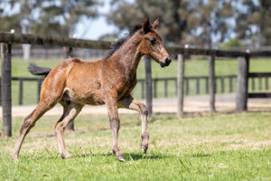 Breednet Gallery - Daumier  Twin Hills Stud, NSW