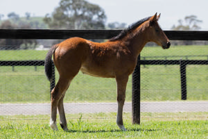 Breednet Gallery - Daumier  Twin Hills Stud, NSW