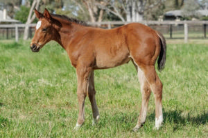 Breednet Gallery - Daumier Twin Hills Stud, NSW