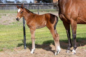 Breednet Gallery - Daumier Twin Hills Stud, NSW 