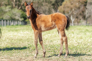 Breednet Gallery - Daumier Twin Hills Stud, NSW