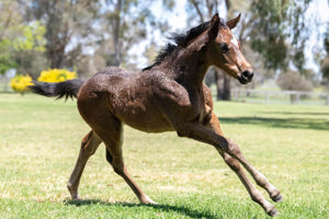 Breednet Gallery - Daumier Twin Hills Stud, NSW