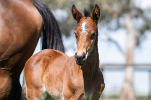 Breednet Gallery - Daumier Twin Hills Stud, NSW