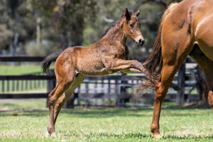 Breednet Gallery - Daumier Twin Hills Stud, NSW