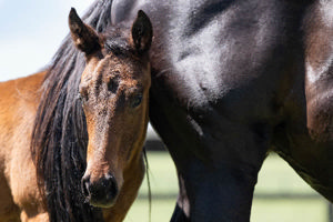 Breednet Gallery - Daumier Twin Hills Stud, NSW