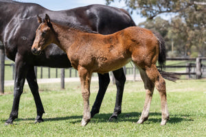 Breednet Gallery - Daumier Twin Hills Stud, NSW