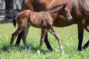 Breednet Gallery - Daumier Twin Hills Stud, NSW