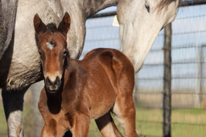 Breednet Gallery - Denman Twin Hills Stud, NSW