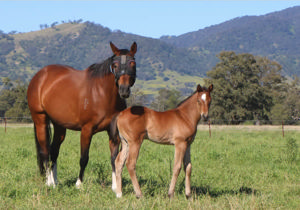 Breednet Gallery - Diatonic (Jpn) Braebrook Thoroughbreds, NSW