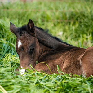 Breednet Gallery - Diatonic (Jpn) Yulong Stud, Vic