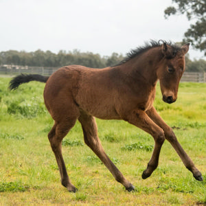 Breednet Gallery - Diatonic (Jpn) Yulong Stud, Vic