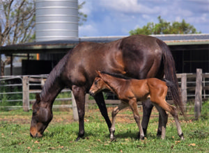 Breednet Gallery - Dirty Work Kerlin Farm, Qld