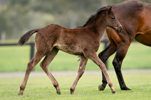 Breednet Gallery - Dirty Work Holbrook Thoroughbreds, NSW 