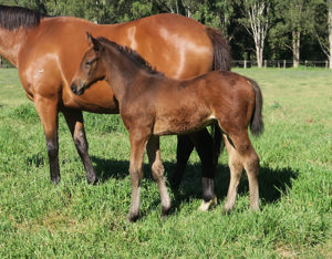 Breednet Gallery - So You Think Davali Thoroughbreds, NSW 