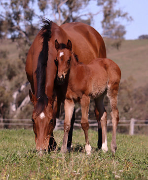 Breednet Gallery - Jacquinot Lime Country Thoroughbreds, NSW