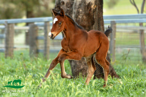 Breednet Gallery - Written By Willow Park Stud, NSW