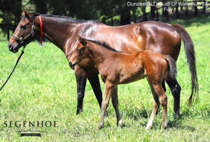 Breednet Gallery - Dundeel Segenhoe Stud, NSW