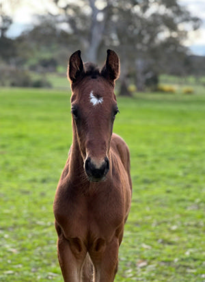 Breednet Gallery - Earthlight  (IRE) Larneuk Stud, Vic