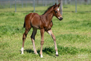 Breednet Gallery - Zoustar Widden Stud, NSW