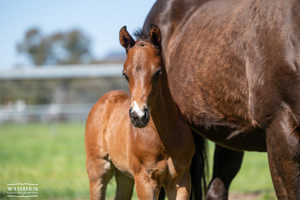 Breednet Gallery - Supido Widden Stud, NSW