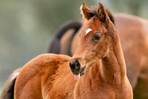 Breednet Gallery - Exceedance Holbrook Thoroughbreds, NSW for Peters Investments 