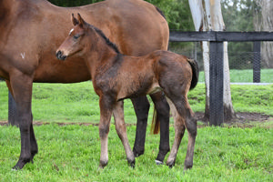 Breednet Gallery - Exceedance Vinery Stud, NSW