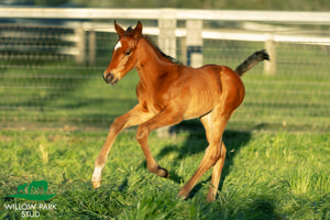 Breednet Gallery - State of Rest (IRE) Willow Park Stud, NSW