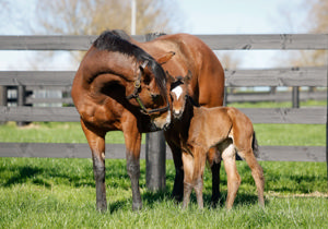 Breednet Gallery - Exceedance Elsdon Park, NZ