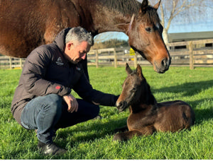 Breednet Gallery - Profondo Windsor Park Stud, NZ