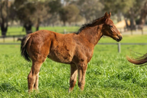 Breednet Gallery - Farnan Twin Hills Stud, NSW