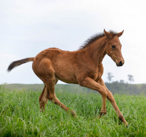 Breednet Gallery - Farnan Alma Vale Thoroughbreds, NSW