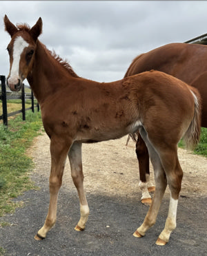 Breednet Gallery - Farnan Hillview Equine Scone for Kirkby-Miller Holdings Pty Ltd.