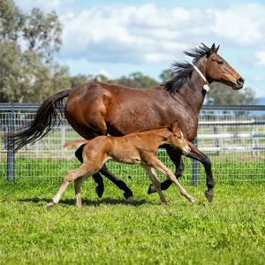 Breednet Gallery - Farnan Alma Vale Thoroughbreds, NSW