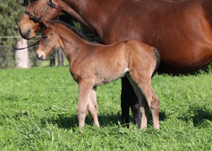 Breednet Gallery - Hitotsu Arrowfield Stud, NSW