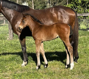 Breednet Gallery - Fierce Impact (Jpn) Davali Thoroughbreds, NSW 