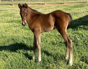 Breednet Gallery - Fierce Impact (Jpn) Fairview Park Stud, NSW 