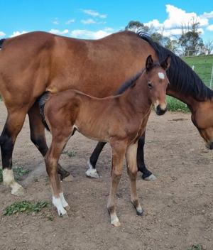 Breednet Gallery - Finance Tycoon BEM Bloodstock, NSW