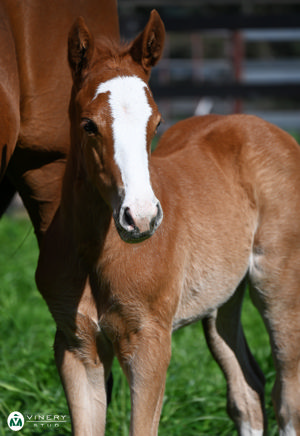 Breednet Gallery - Russian Revolution Vinery Stud, NSW