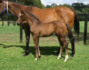 Breednet Gallery - Yes Yes Yes Davali Thoroughbreds, NSW 