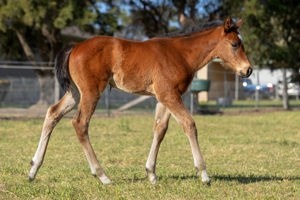 Breednet Gallery - Farnan Glenbeigh Farm