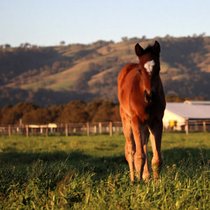 Breednet Gallery - Frankel Lime Country Thoroughbreds, NSW