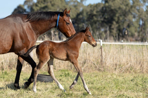 Breednet Gallery - Bull Point Barador Stud