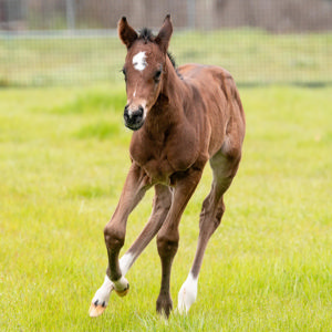 Breednet Gallery - Grunt Yulong Stud, Vic