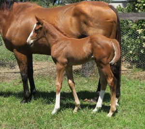 Breednet Gallery - Admire Mars (Jpn) Davali Thoroughbreds, NSW 