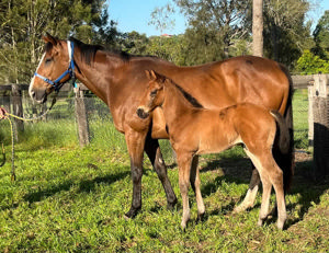 Breednet Gallery - Fierce Impact (Jpn) Davali Thoroughbreds, NSW 