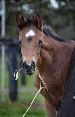 Breednet Gallery - Harry Angel (IRE) Alma Vale Thoroughbreds, NSW