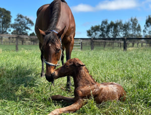 Breednet Gallery - Harry Angel (IRE) Sledmere Stud, NSW